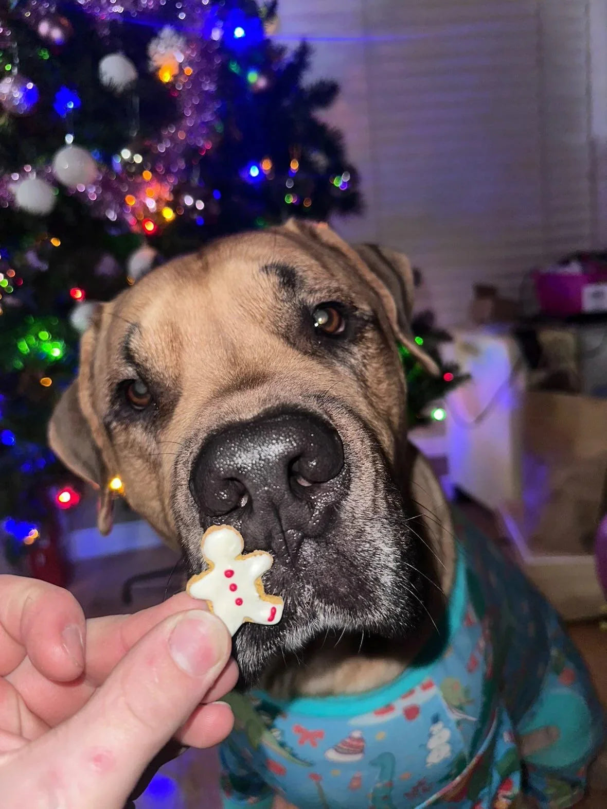 Dog enjoying gingerbread man treat near Christmas tree, gluten-free pupcake bakery