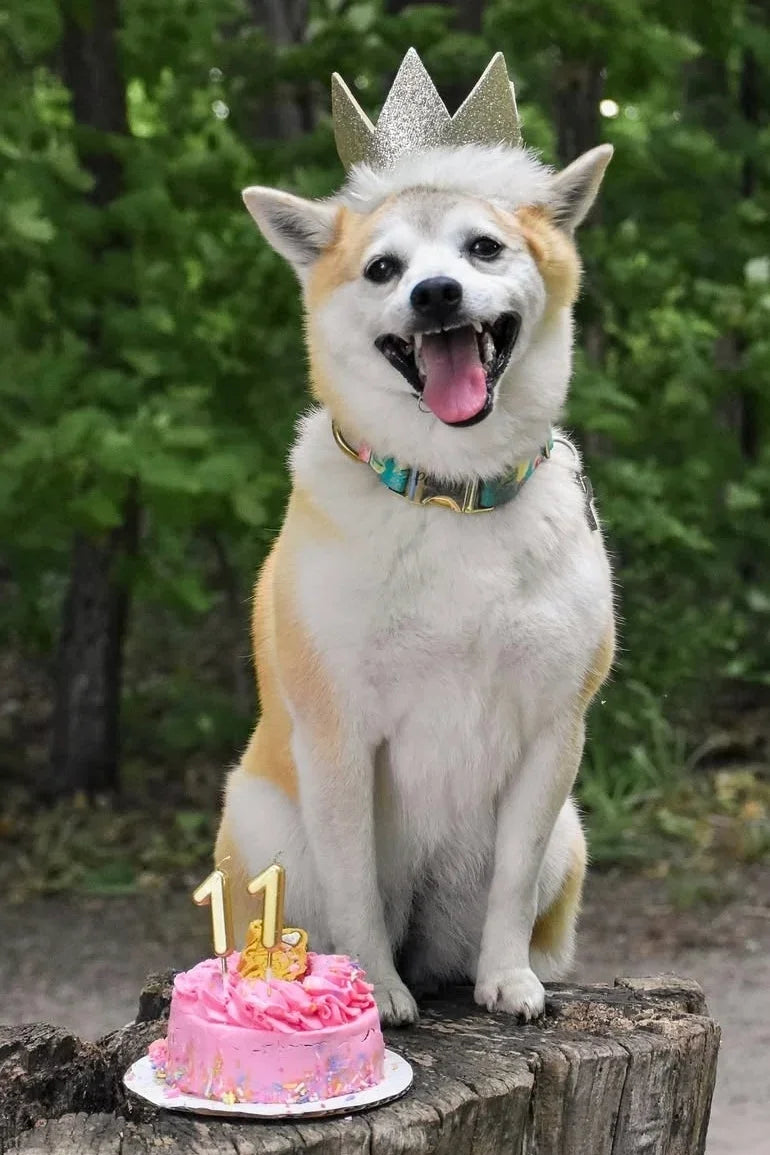 Happy dog wearing crown beside pink birthday cake with candles, celebrating 11th birthday outdoors