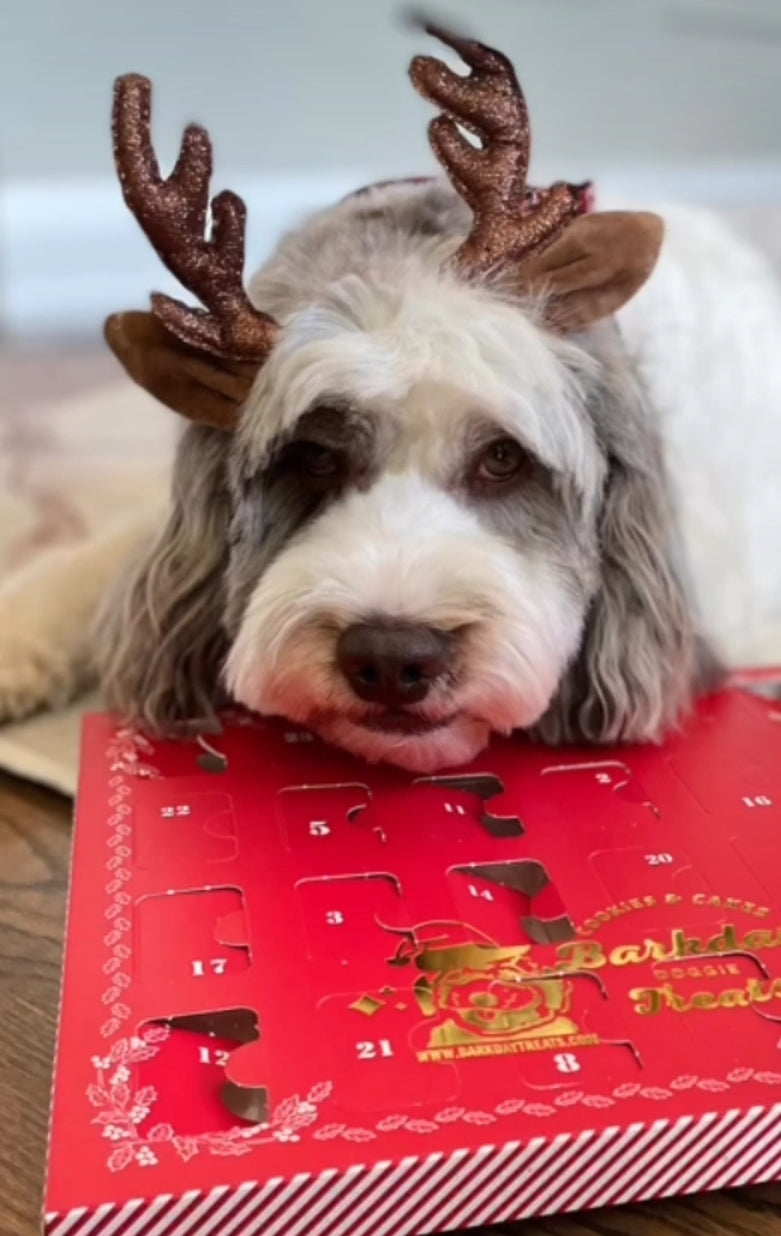 2025 Dog Advent Calendar