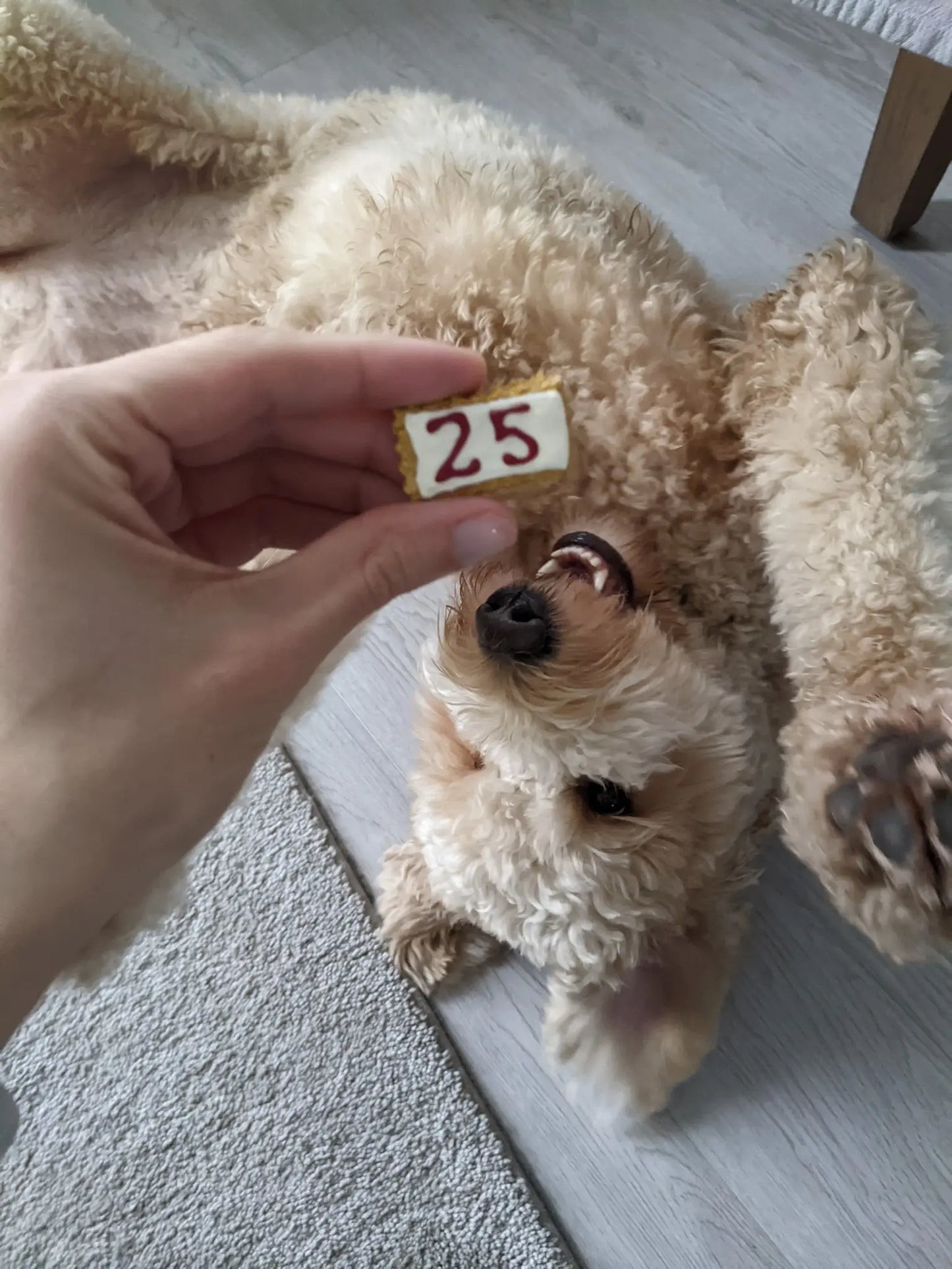 2025 Dog Advent Calendar