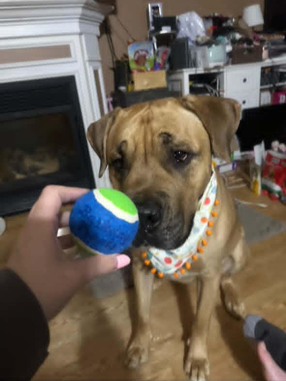 Barkday Treats Dog Ball