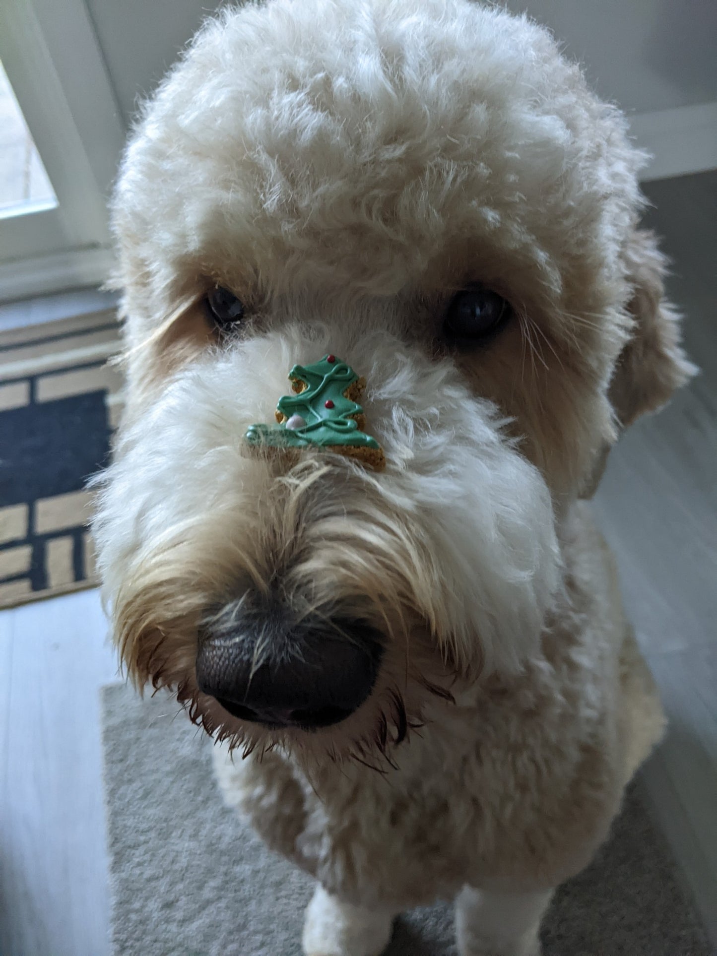 2025 Dog Advent Calendar