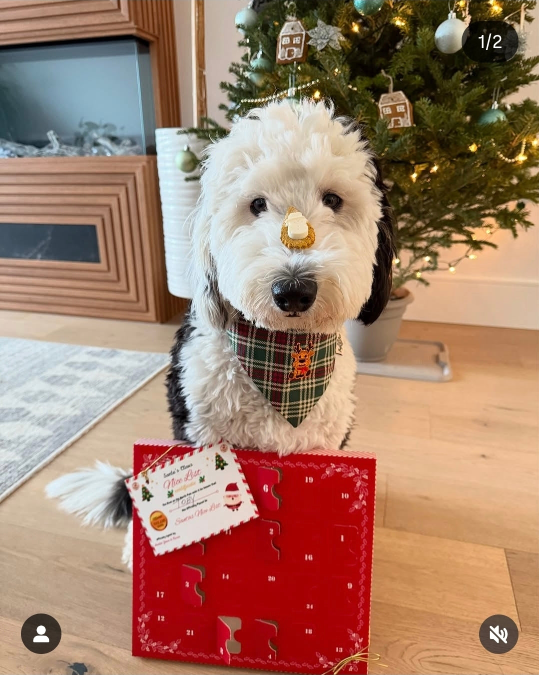 2025 Dog Advent Calendar