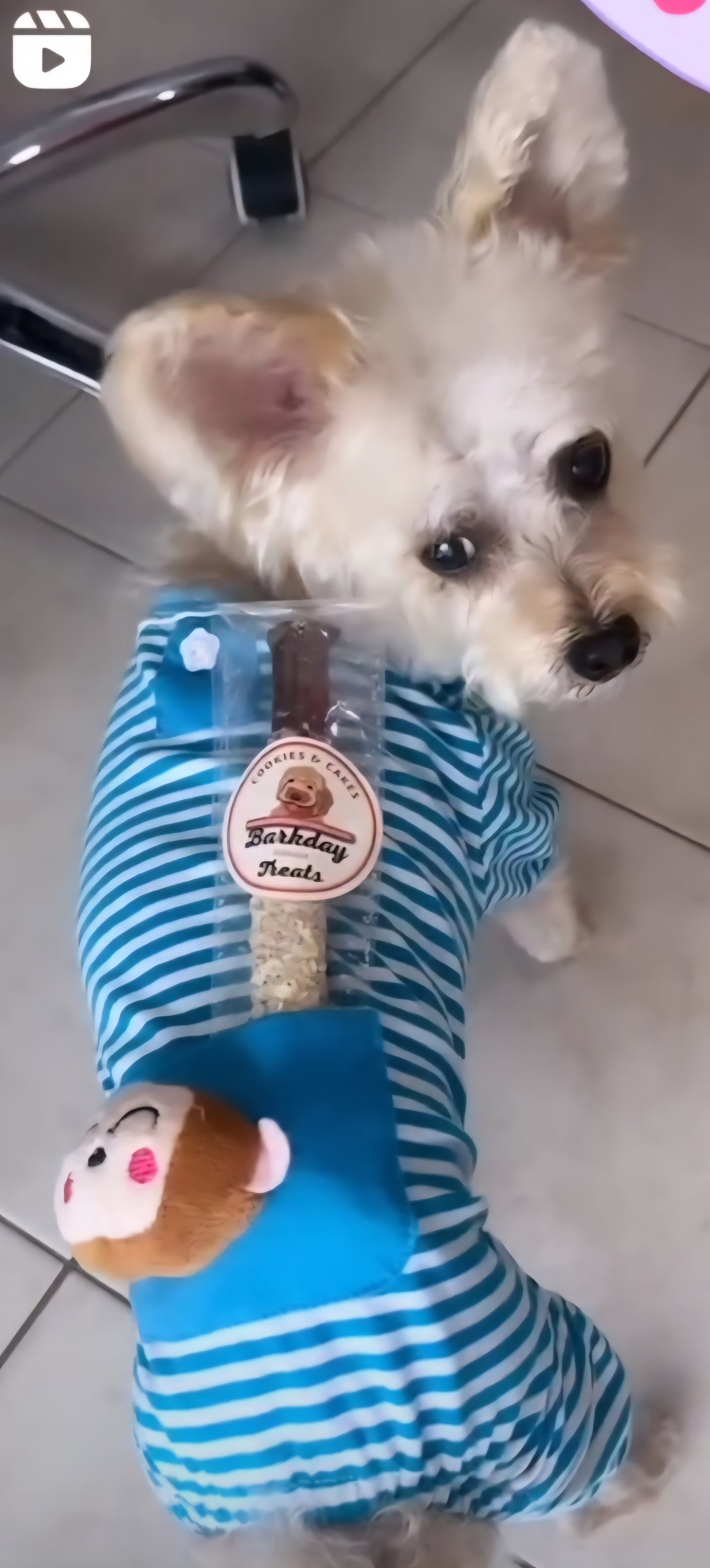 Rosie's Chew Sticks