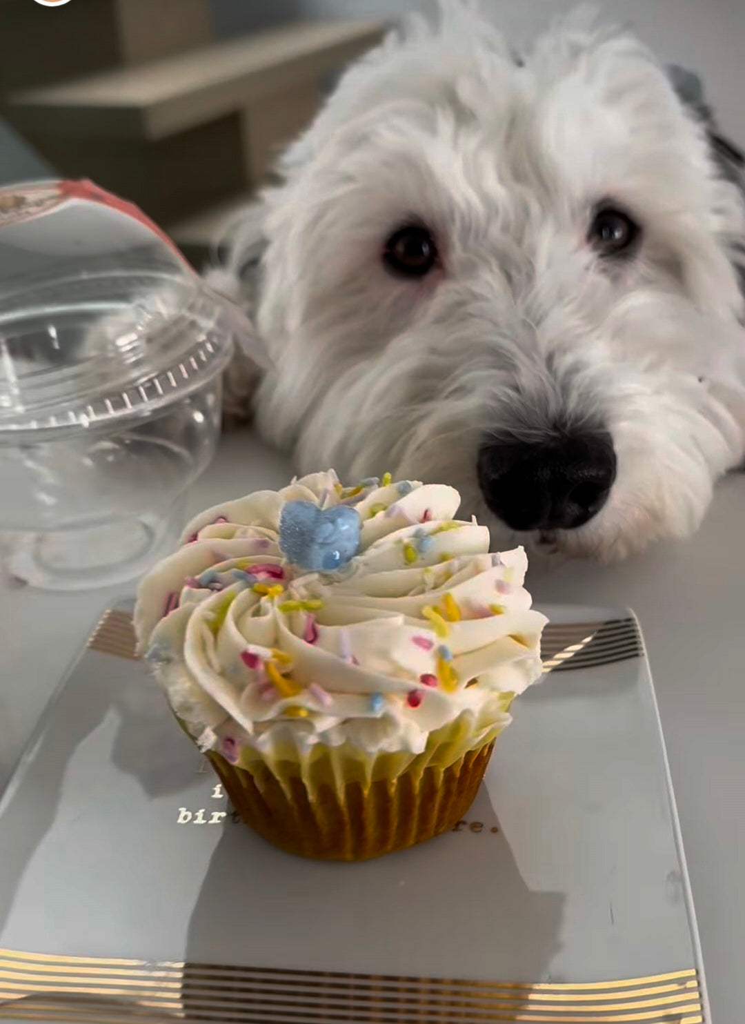 Pup Cakes