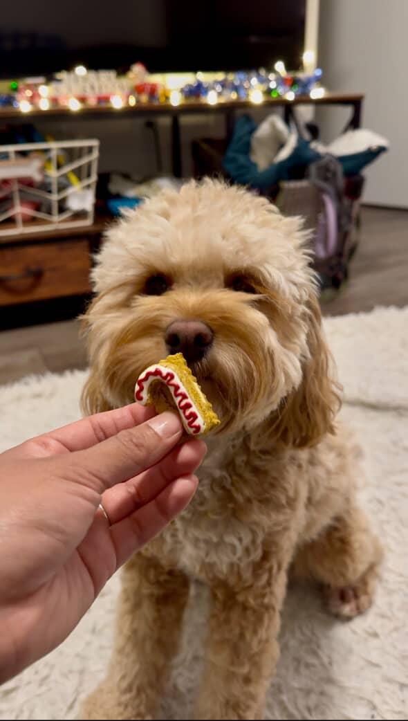 2025 Dog Advent Calendar