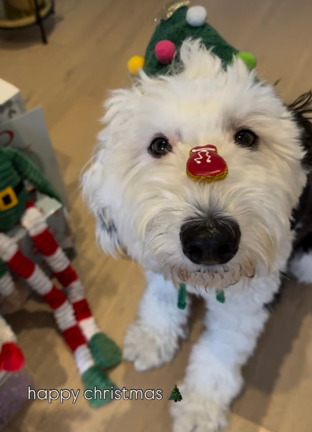 2025 Dog Advent Calendar