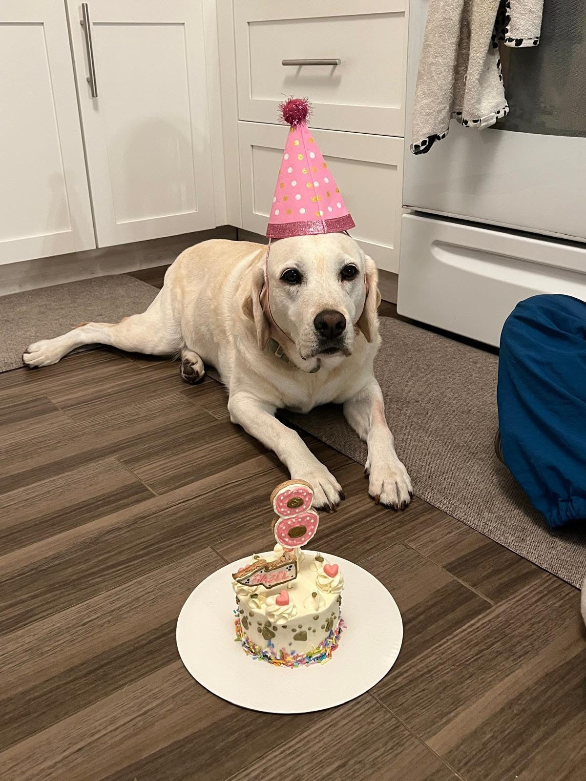 Custom Dog Cakes 🎂🐾