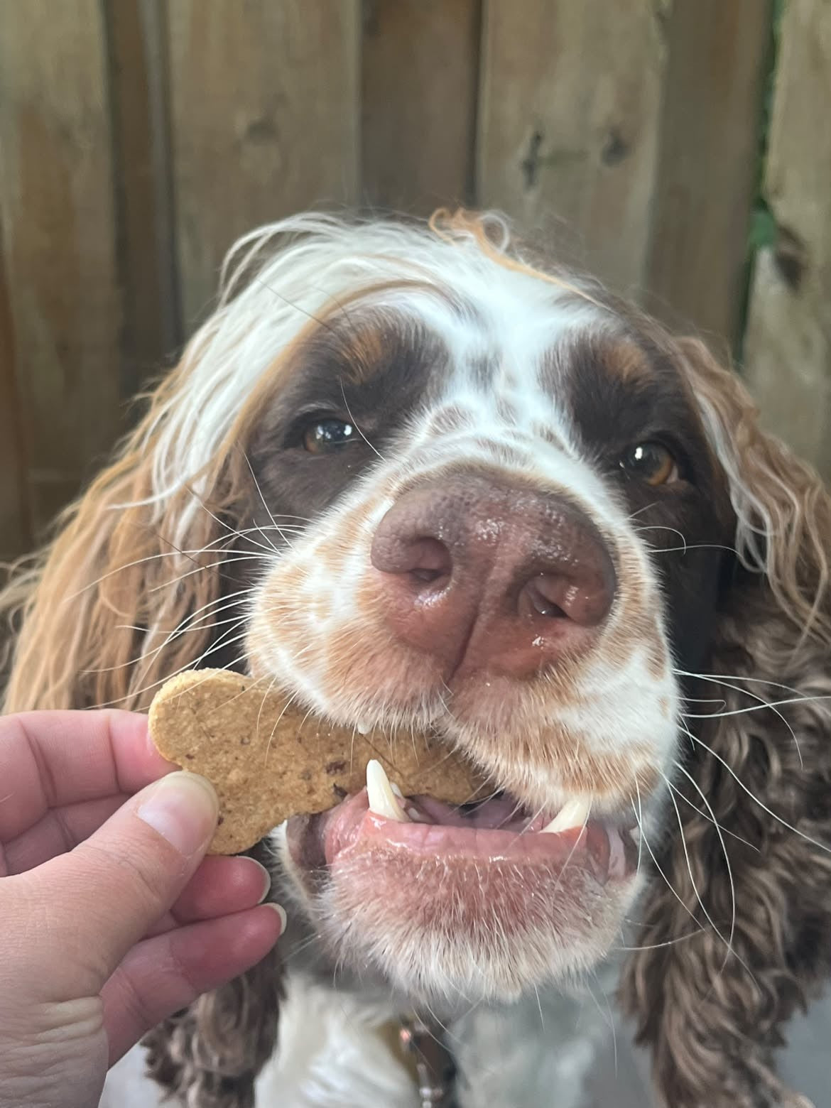 Dog enjoying a Barkday Treats Harvest Blend natural dog cookie