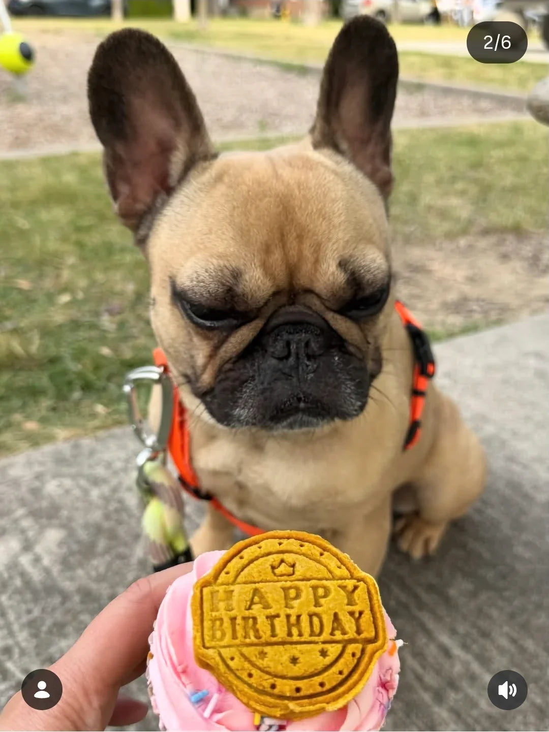 Pupcakes for Dogs 🧁🐾