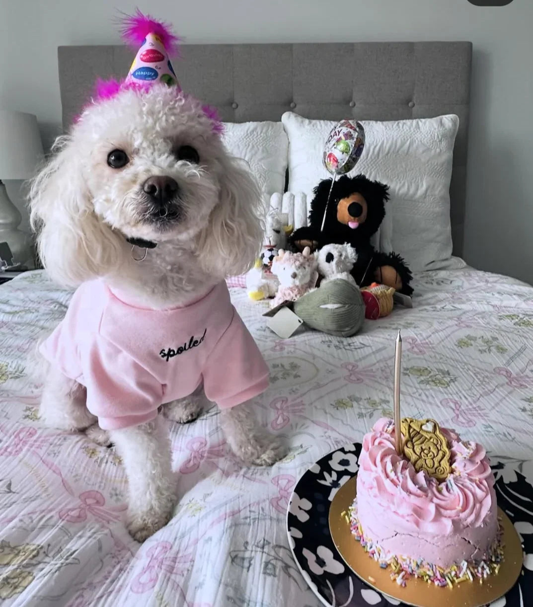 Dog Cakes for Every Occasion