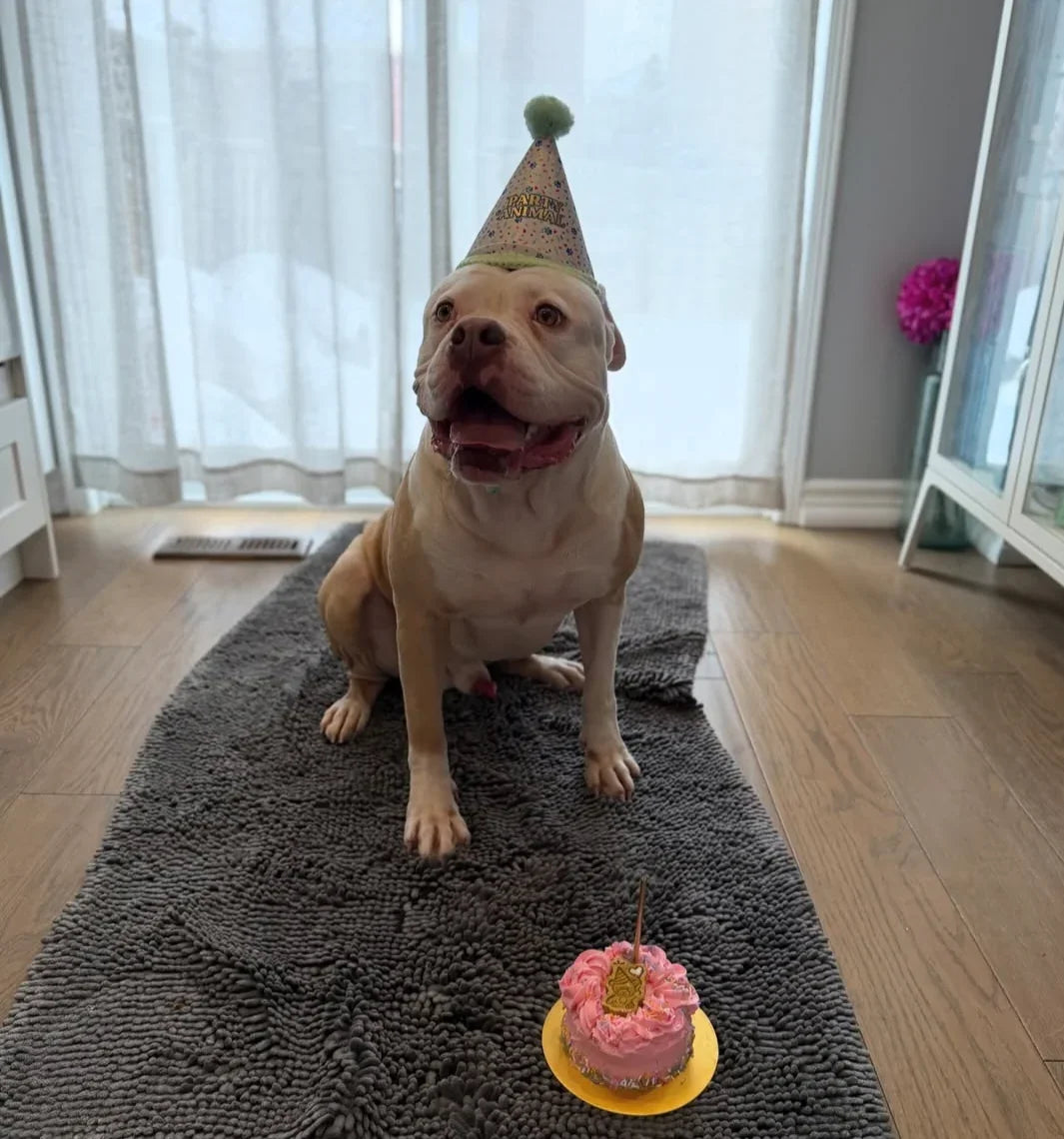 Dog Cakes for Every Occasion