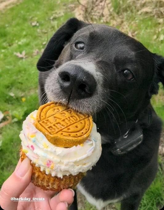 Barkday Treats pupcake for dogs with cream cheese icing and custom bone topper, handmade in Ontario