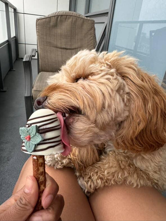 Happy golden doodle enjoying a Barkday Treats holiday Dog Pop with yogurt coating, carob drizzle and festive flower decoration